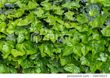 Ivy leaves background 56654023