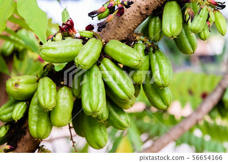 Averrhoa bilimbi fruits 56654166