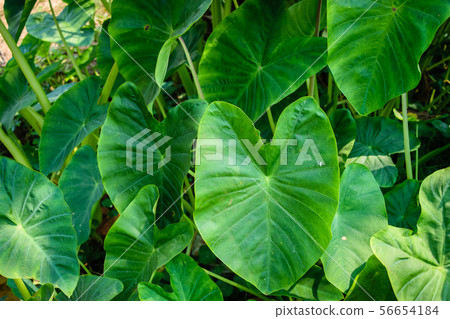 Caladium in natural 56654184