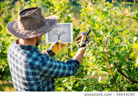 A mature farmer with tablet standing outdoors in orchard, trimming trees. A mature farmer with tablet standing outdoors in orchard, trimming trees. 56654280