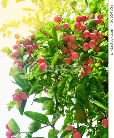 Karonda Fruits With Leaf on A Tree Karonda Fruits With Leaf on A Tree 56654358