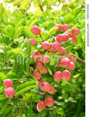 Karonda Fruits With Leaf on A Tree Karonda Fruits With Leaf on A Tree 56654360