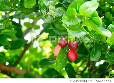 Karonda Fruits With Leaf on A Tree 56654364