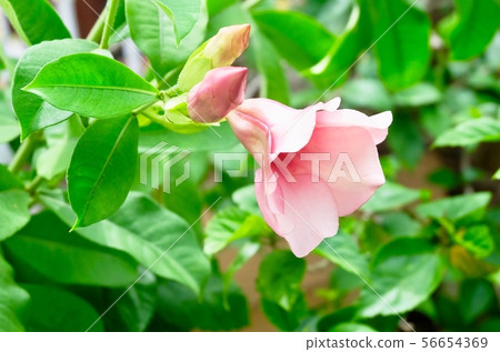 Pink Allamanda Flowers on The Tree Branches 56654369