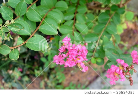 Pink Chain of Love or Mexican Creeper 56654385