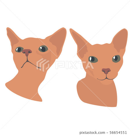 Cute, funny, two Cat Sphinx muzzle 56654551