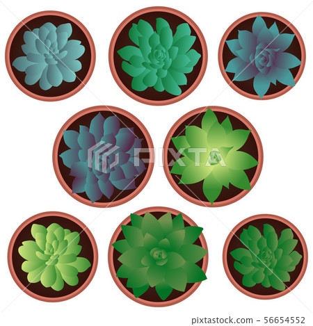 house plants, succulents, flowers 56654552