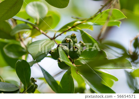 Teriha bunjiro, young fruit of strawberry guava Teriha bunjiro, young fruit of strawberry guava 56654571
