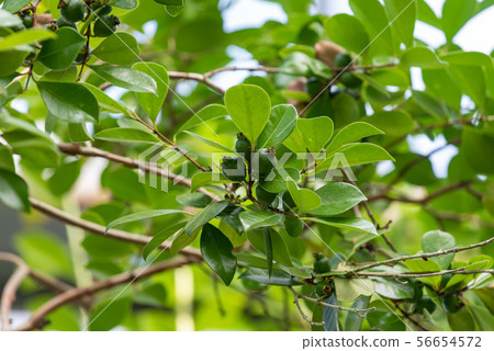Teriha bunjiro, young fruit of strawberry guava Teriha bunjiro, young fruit of strawberry guava 56654572