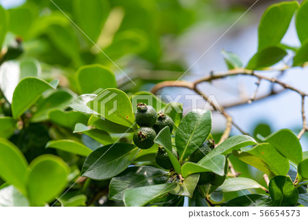 Teriha bunjiro, young fruit of strawberry guava Teriha bunjiro, young fruit of strawberry guava 56654573