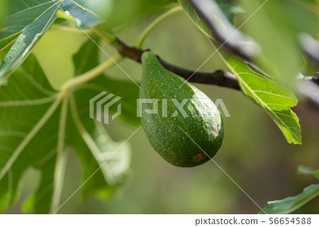 The young fruit of FIG. The young fruit of FIG. 56654588