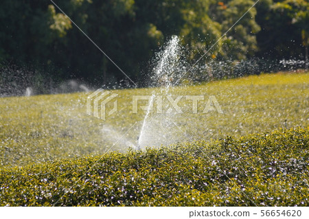 A tea room A tea room 56654620