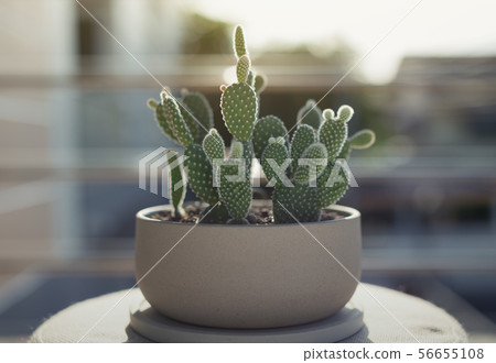 Opuntia or Bunny ears cactus in a gray ceramic 56655108