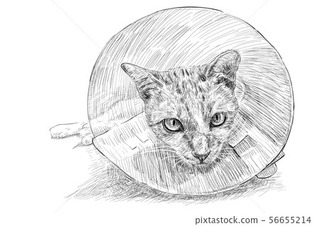 Drawing of a cat wearing a Elizabethan collar 56655214