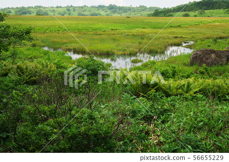 Onigazumi water in summer Yashimagahara wetland 56655229