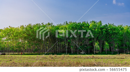 Panorama plantation tree rubber or latex tree 56655475