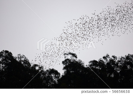 Bats flying in Gunung Mulu national park 56656638
