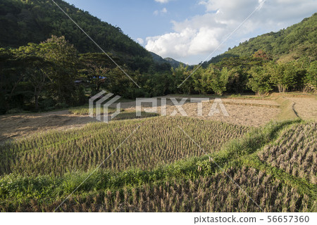 THAILAND PHRAE RICE FIELD BAN NAKHUHA THAILAND PHRAE RICE FIELD BAN NAKHUHA 56657360