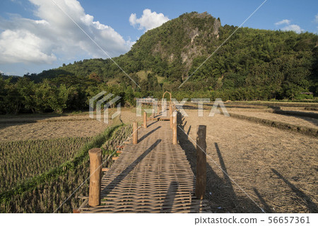 THAILAND PHRAE RICE FIELD BAN NAKHUHA THAILAND PHRAE RICE FIELD BAN NAKHUHA 56657361