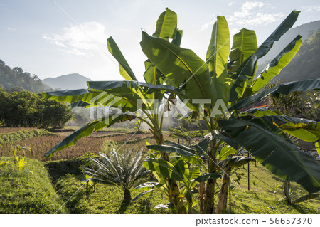THAILAND PHRAE RICE FIELD BAN NAKHUHA THAILAND PHRAE RICE FIELD BAN NAKHUHA 56657370