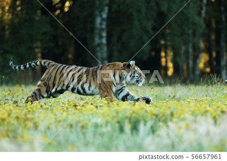 Amur tiger running in the grass with yellow flower 56657961