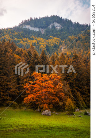 Orange Colored Tree under Rocky Hill 56658214
