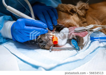 close-up procedure of professional teeth cleaning 56658513