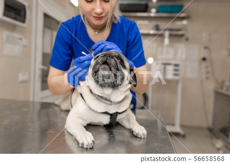 Young professional female veterinarian doctor Young professional female veterinarian doctor 56658568