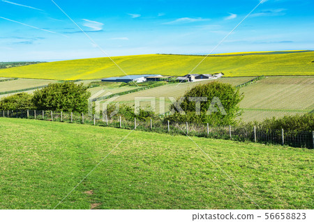 Vineyard near Seaford, England Vineyard near Seaford, England 56658823