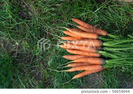Bunch of fresh carrots with tops on the grass next to the garden bed, top veiw, copy space Bunch of fresh carrots with tops on the grass next to the garden bed, top veiw, copy space 56659044