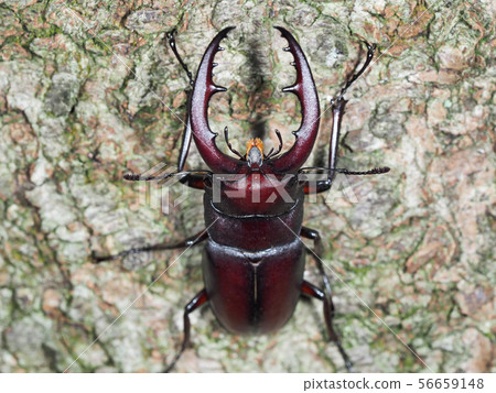 Nokogiri Kuwagata climbing a tree Nokogiri Kuwagata climbing a tree 56659148