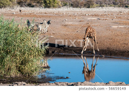 A drinking Giraffe near a waterhole in Etosha 56659149