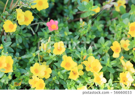 Porchula flower Porchula flower 56660033