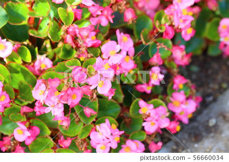 Begonia flowers Begonia flowers 56660034