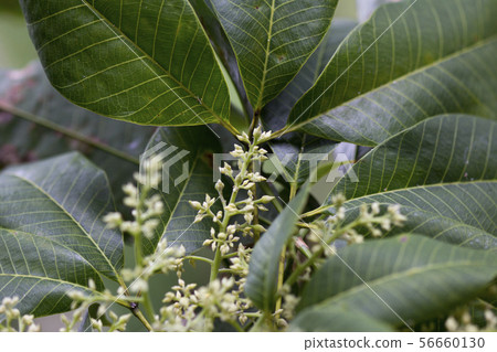 Rubber flowers and green leaves in garden Rubber flowers and green leaves in garden 56660130