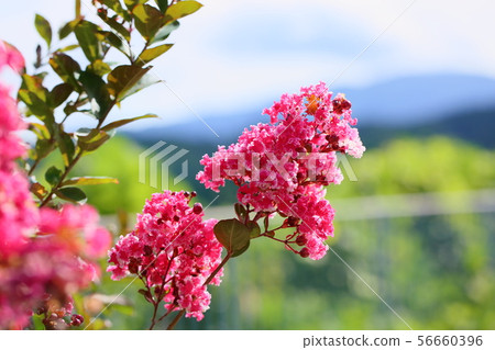 Flower of crape mybs 56660396