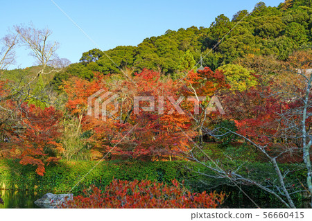 Autumn leaves at Eikando, Kyoto Autumn leaves at Eikando, Kyoto 56660415