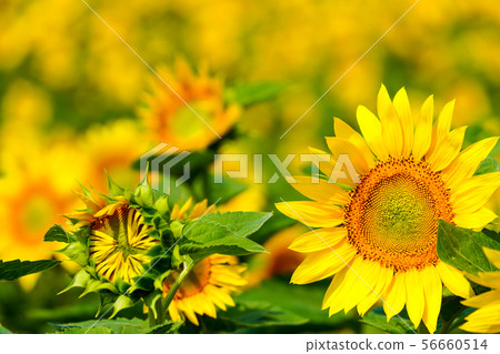 發光在夏天天空的向日葵 56660514