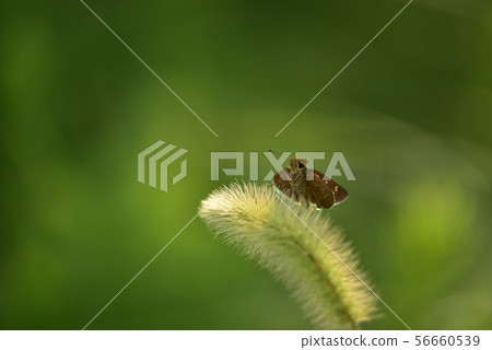 Enokorogusa and Butterfly Enokorogusa and Butterfly 56660539