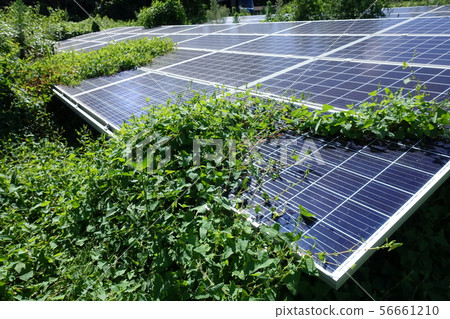 Solar power plant surrounded by weeds 56661210