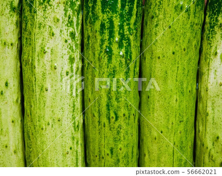 韓國新鮮的有機菜黃瓜,背景 韓國新鮮的有機菜黃瓜,背景 56662021