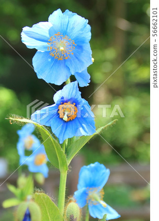 鮮花盛開在喜馬拉雅山的六甲高山植物園 - 藍色罌粟花 鮮花盛開在喜馬拉雅山的六甲高山植物園 - 藍色罌粟花 56662101