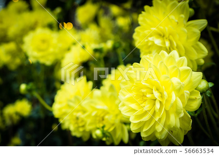 Colorful flower in the garden Colorful flower in the garden 56663534