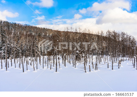 Beautiful outdoor nature landscape with blue pond tree branch in snow winter season Beautiful outdoor nature landscape with blue pond tree branch in snow winter season 56663537