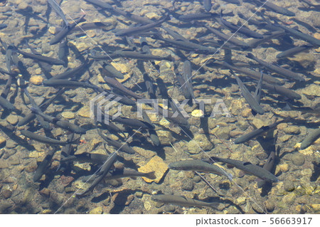 A horde of rainbow trout A horde of rainbow trout 56663917