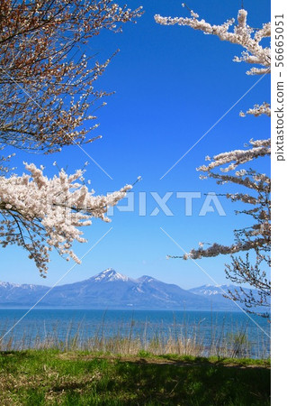 豬苗代湖和Hagiyama（湖山郡郡）在春天 56665051