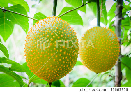 Baby Jackfruit, Spiny Bitter Gourd, Baby Jackfruit, Spiny Bitter Gourd, 56665706