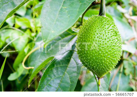 Baby Jackfruit, Spiny Bitter Gourd, Baby Jackfruit, Spiny Bitter Gourd, 56665707