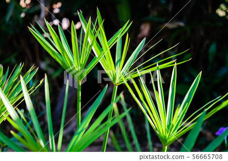 Green papyrus laef stem Green papyrus laef stem 56665708