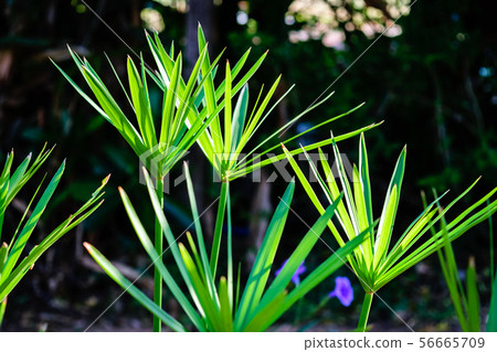 Green papyrus laef stem Green papyrus laef stem 56665709